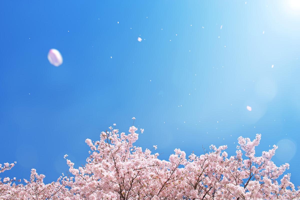 春の養生出来ていますか？