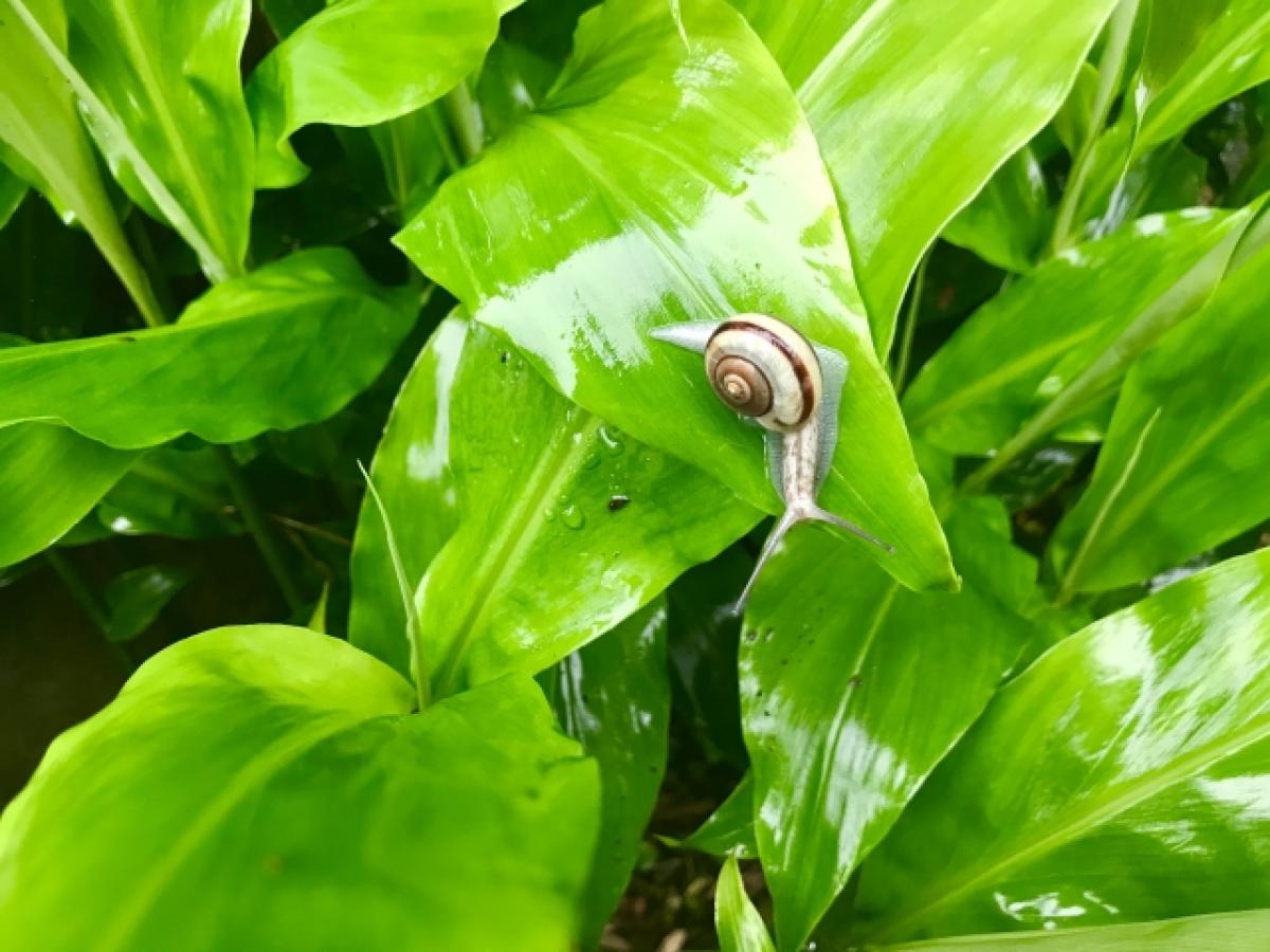 梅雨時期の養生